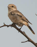 Woodchat Shrike