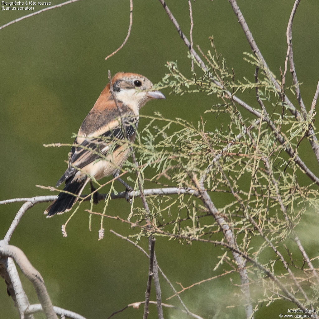 Woodchat Shrike female adult, close-up portrait, aspect, pigmentation