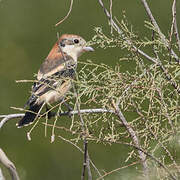 Woodchat Shrike