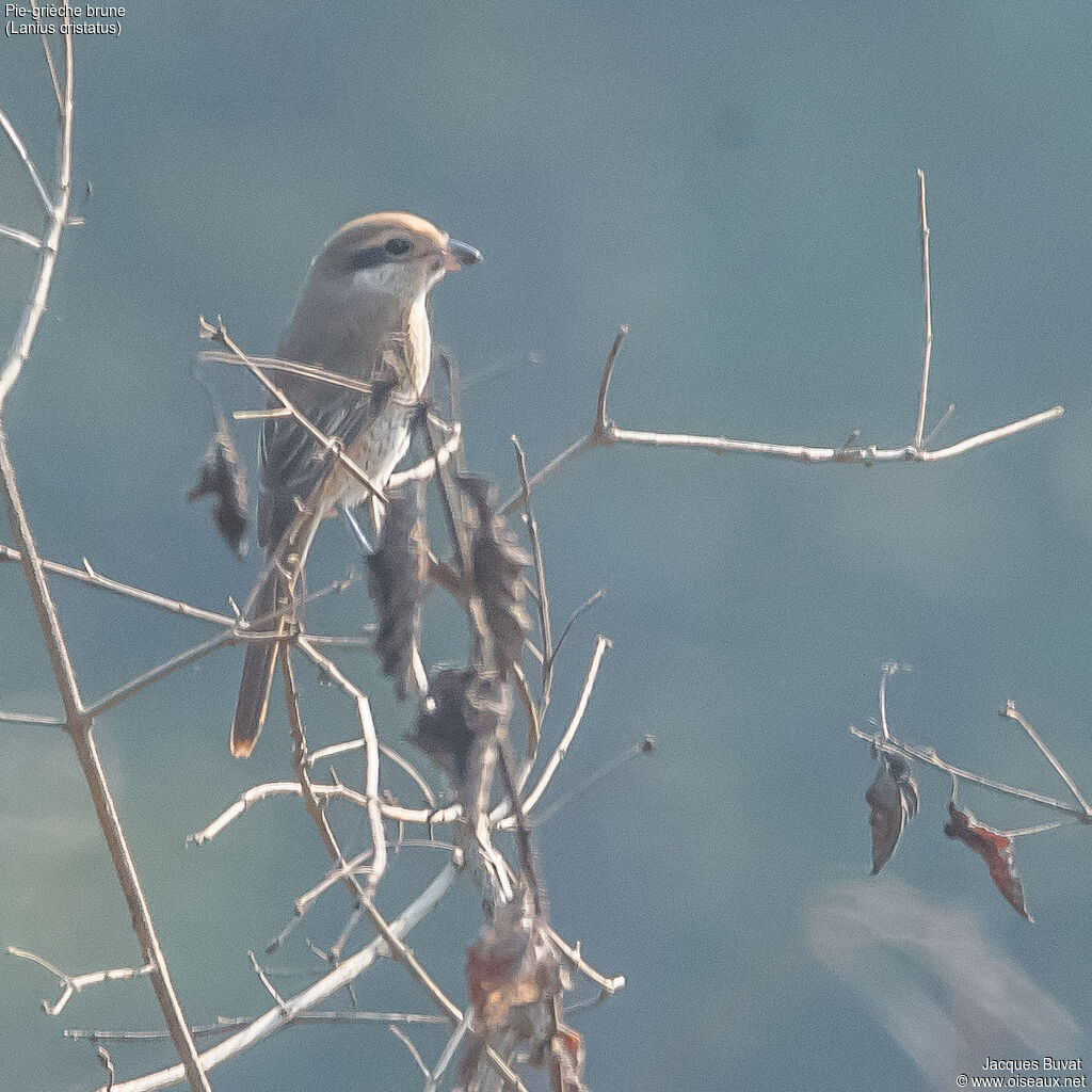 Brown Shrikeadult