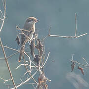 Brown Shrike