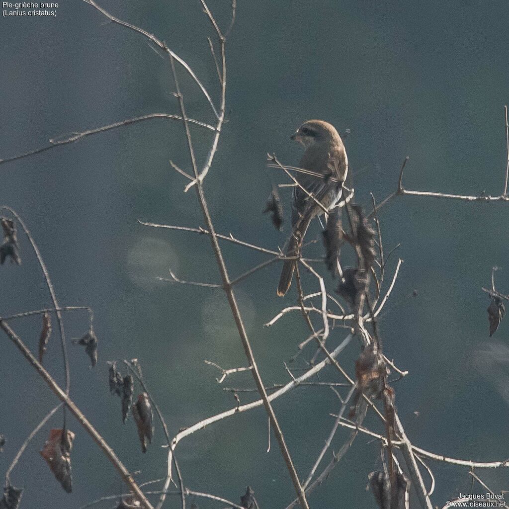 Brown Shrikeadult, identification, aspect, pigmentation