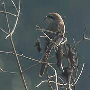 Brown Shrike