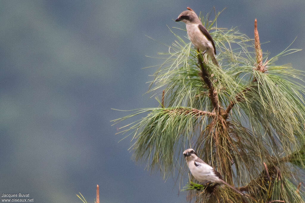 Mackinnon's Shrike, pigmentation