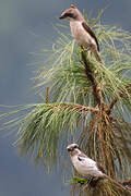 Mackinnon's Shrike