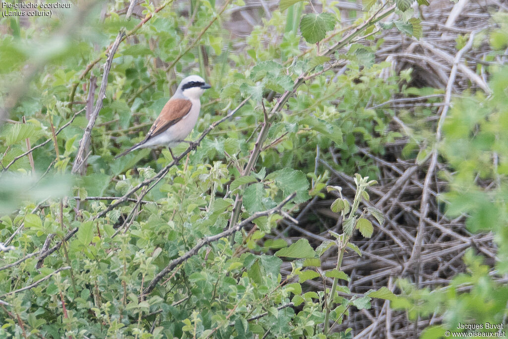 Red-backed Shrike male adult