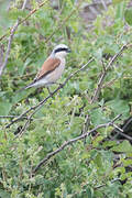 Red-backed Shrike