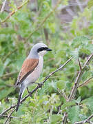 Red-backed Shrike