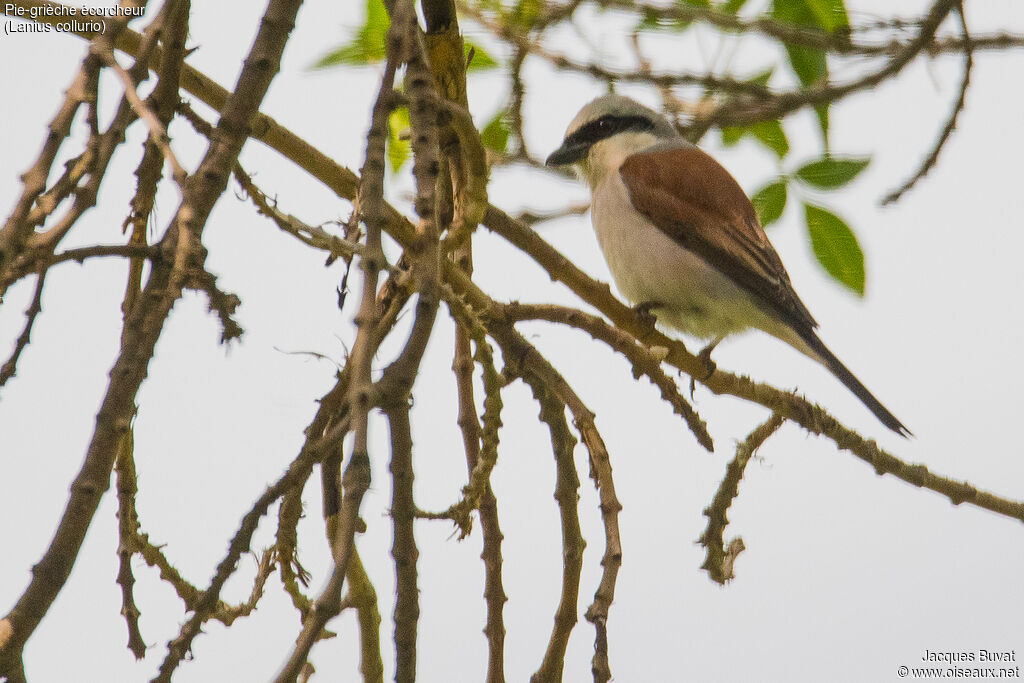 Red-backed Shrike male adult breeding, aspect, pigmentation