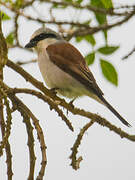 Red-backed Shrike