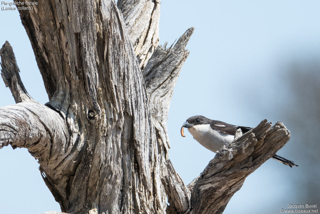 Southern Fiscal female adult