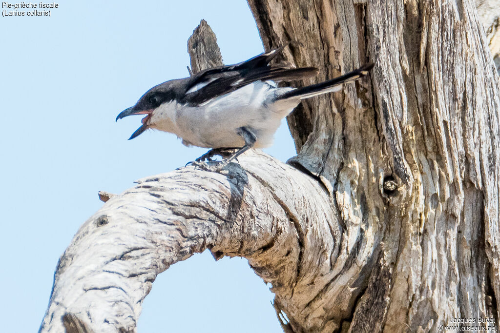 Southern Fiscal female adult