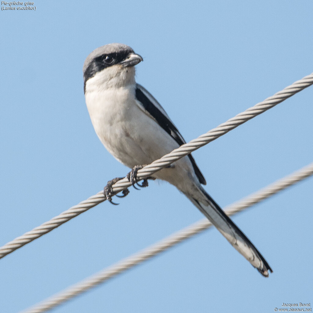 Great Grey Shrikeadult, identification, aspect, pigmentation