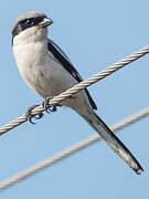 Great Grey Shrike