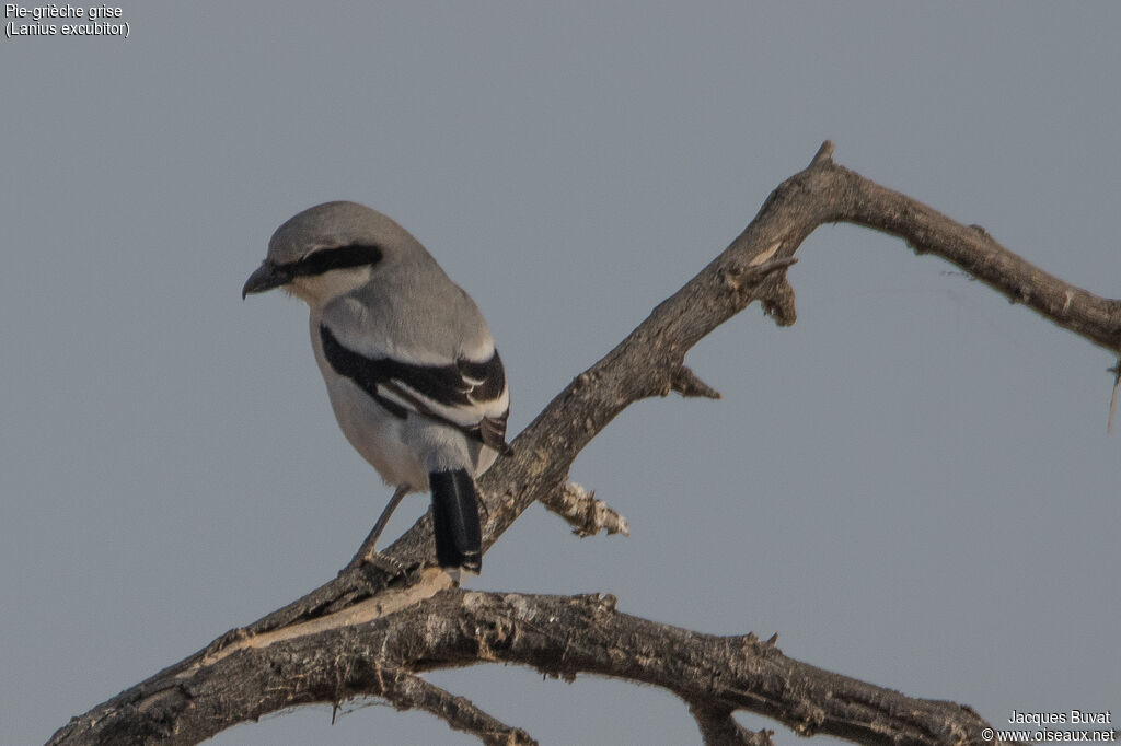 Great Grey Shrikeadult breeding, identification, aspect, pigmentation