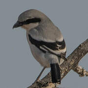 Great Grey Shrike