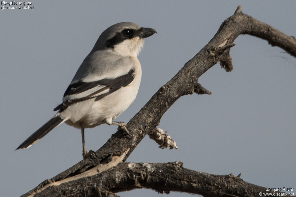 Great Grey Shrikeadult breeding, close-up portrait, aspect, pigmentation