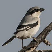 Great Grey Shrike