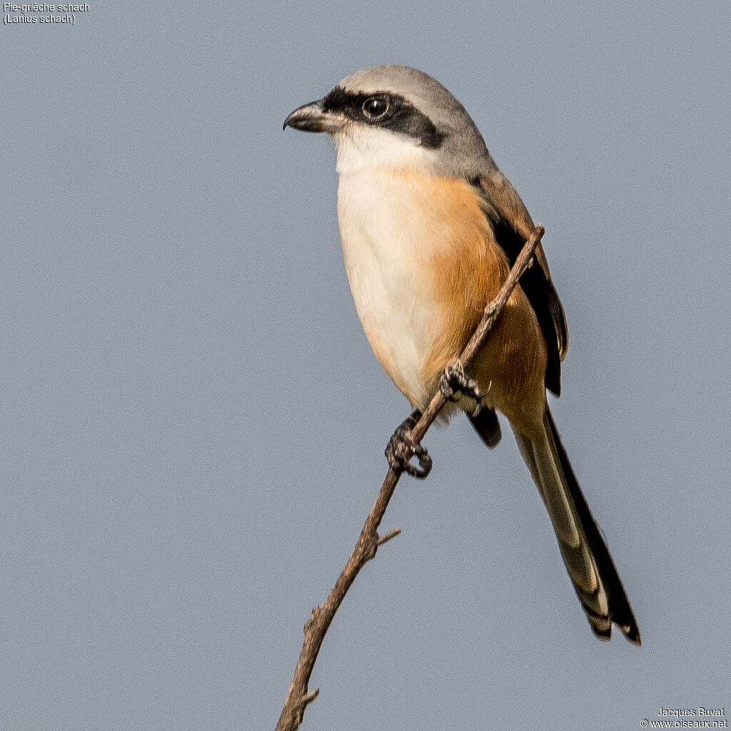 Long-tailed Shrikeadult, identification, aspect, pigmentation