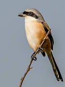 Long-tailed Shrike