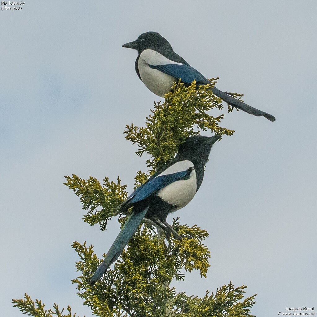 Eurasian Magpieadult breeding, aspect, pigmentation