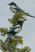 Eurasian Magpie