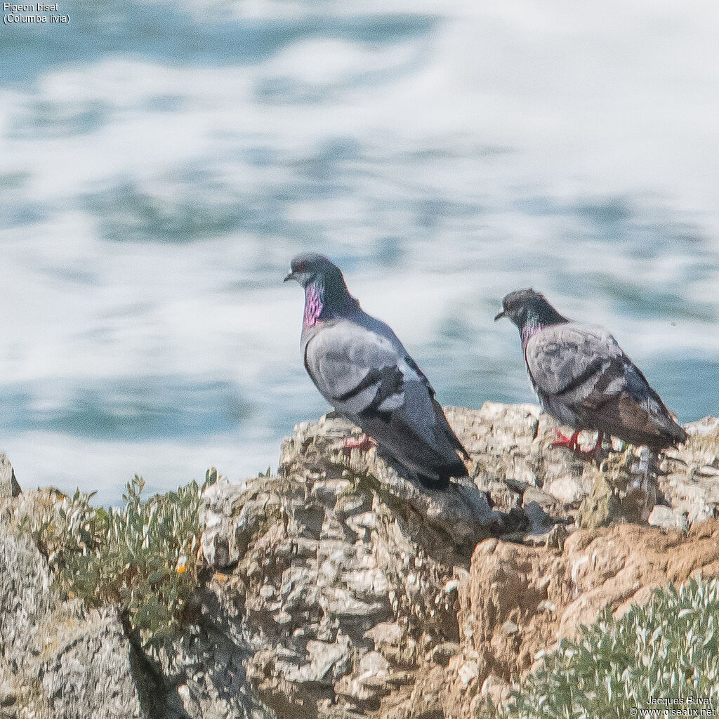 Rock Dove, habitat, aspect, pigmentation