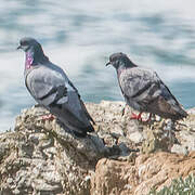 Rock Dove