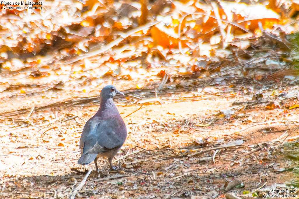 Malagasy Turtle Doveadult