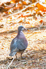 Pigeon de Madagascar