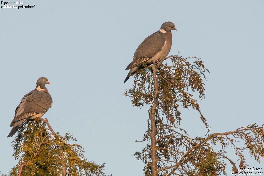 Common Wood Pigeonadult breeding, aspect, pigmentation