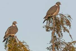 Common Wood Pigeon