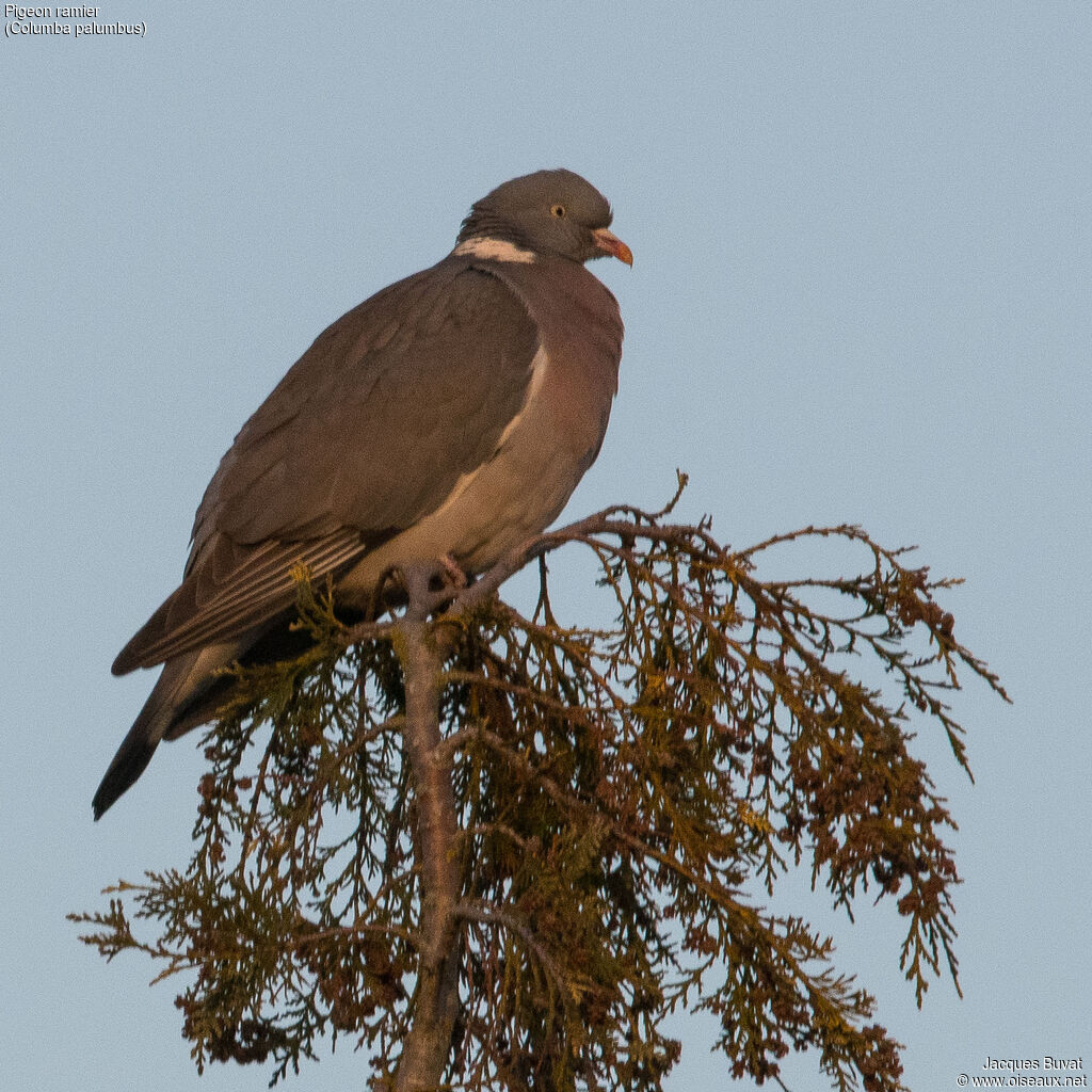 Common Wood Pigeonadult breeding, close-up portrait, aspect, pigmentation