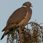 Common Wood Pigeon