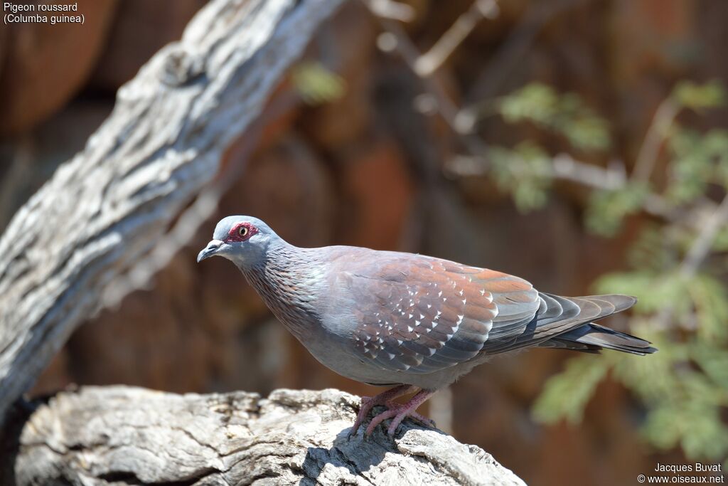 Pigeon roussardadulte