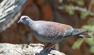 Pigeon roussard