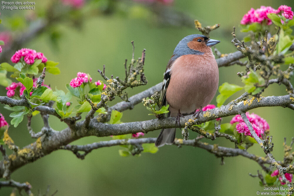 Eurasian Chaffinch male adult breeding