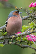 Eurasian Chaffinch