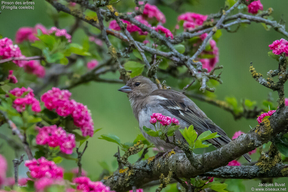 Eurasian Chaffinch female adult breeding