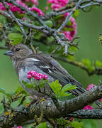 Common Chaffinch