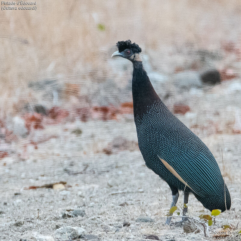 Southern Crested Guineafowladult