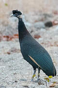 Southern Crested Guineafowl