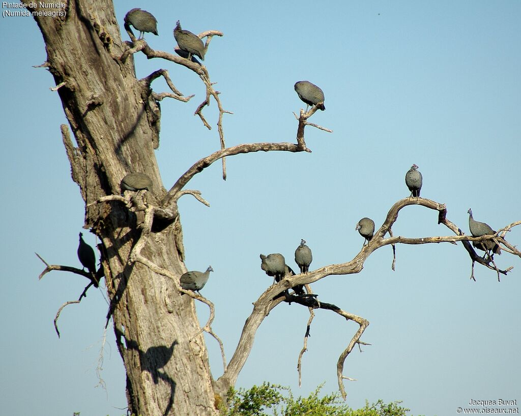 Helmeted Guineafowladult, habitat, aspect, pigmentation