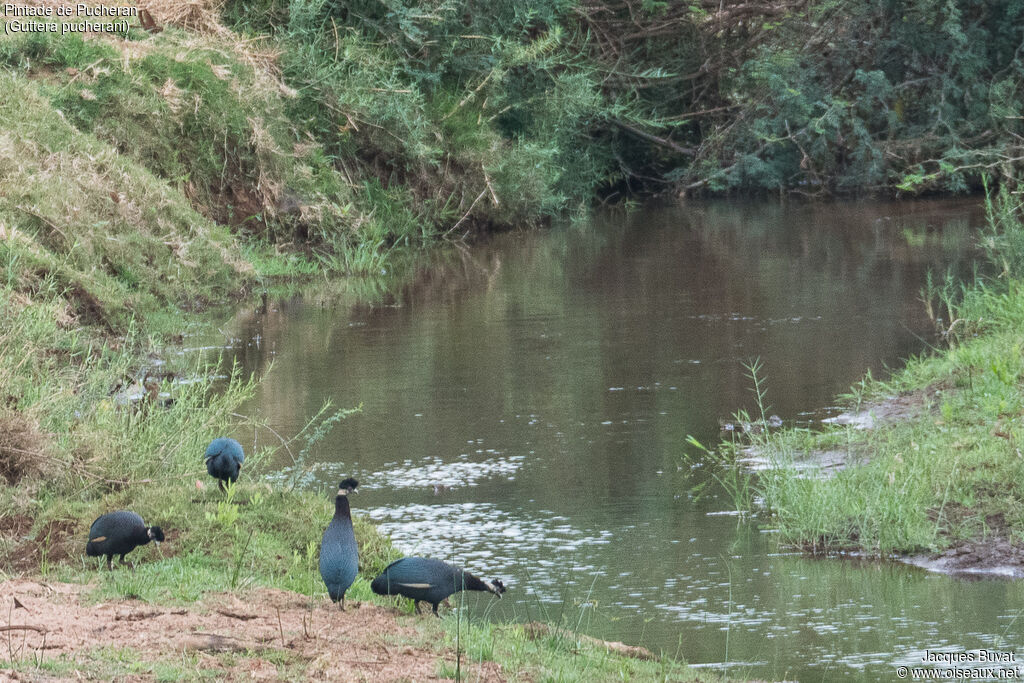 Eastern Crested Guineafowladult, aspect, eats, drinks