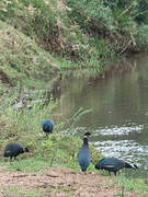 Crested Guineafowl