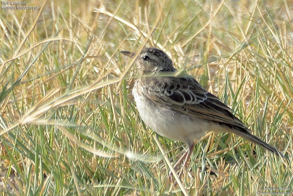 Pipit à dos uni