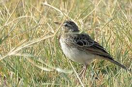 Plain-backed Pipit