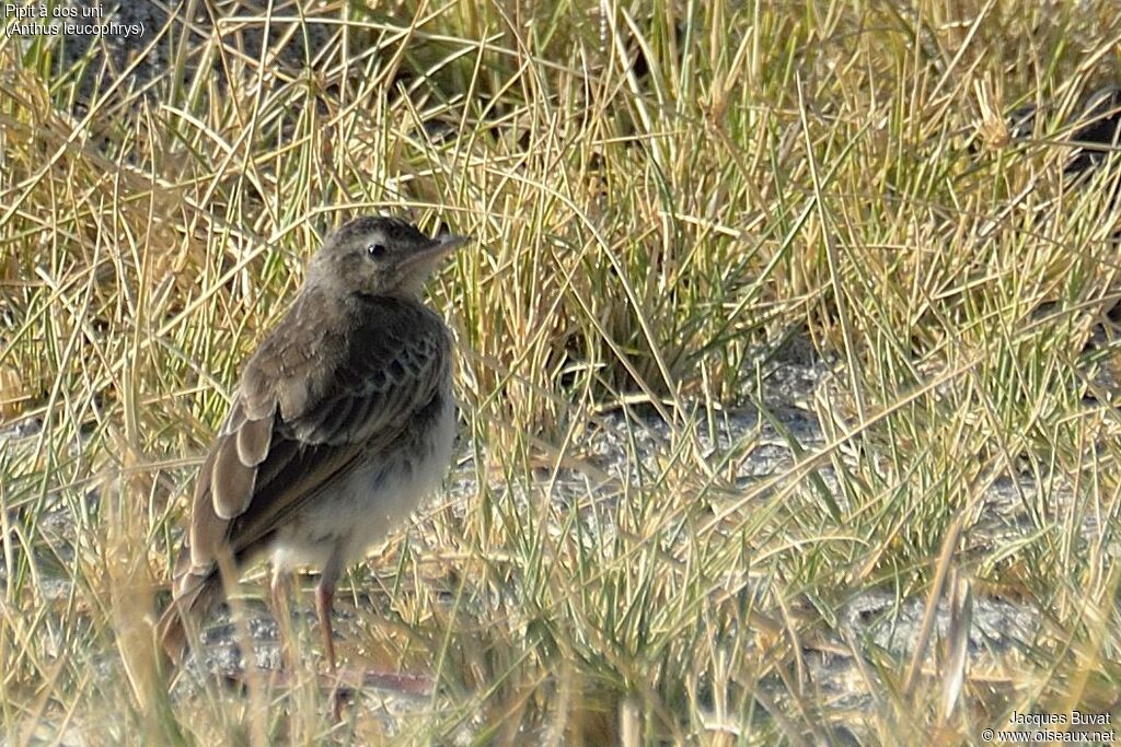 Pipit à dos uni