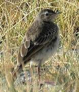 Plain-backed Pipit