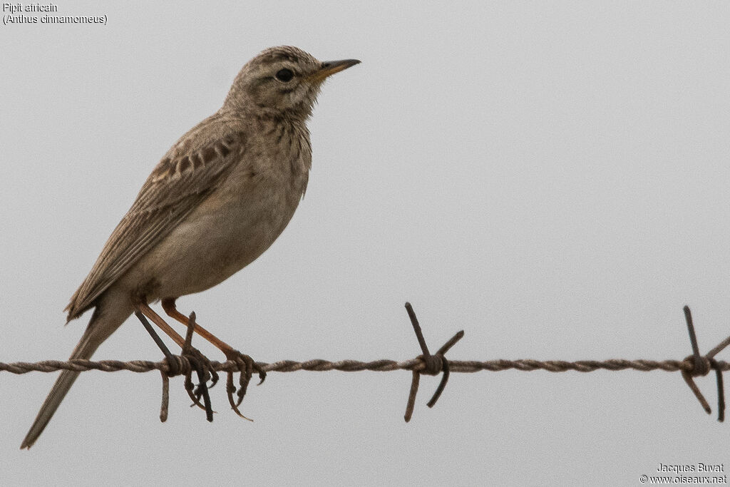 Pipit africainadulte